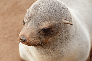 Image showing sea lions in Cape Cross, Namibia, wildlife