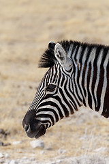 Image showing Zebra portrait. Burchell\'s zebra