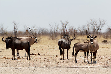 Image showing Gemsbok, Oryx gazella and Gnu in african bush