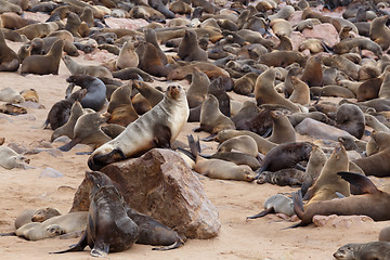 Image showing sea lions in Cape Cross, Namibia, wildlife