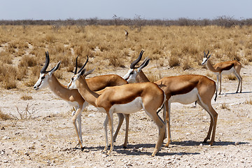 Image showing herd of springbok in Etosha