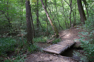 Image showing Hiking in forest