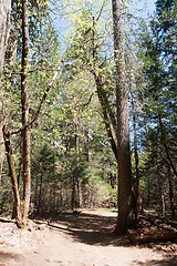 Image showing Hiking in forest