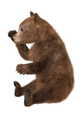 Image showing Brown Bear Cub