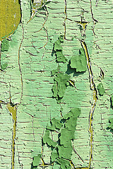 Image showing old wood tree bark texture with green moss