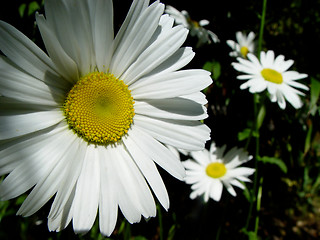 Image showing marguerites