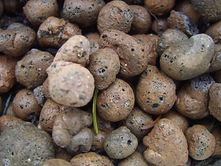 Image showing Pumice in flower bed