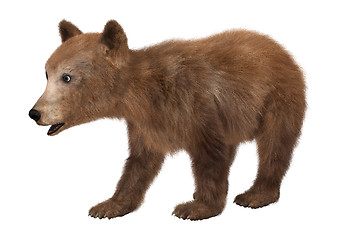 Image showing Brown Bear Cub