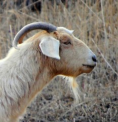 Image showing Goat