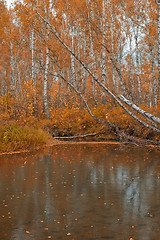 Image showing Autumn riverin taiga