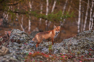 Image showing Red fox in taiga