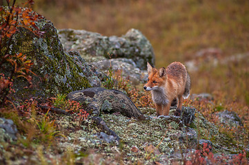 Image showing Red fox in taiga