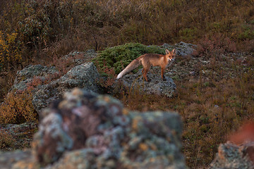 Image showing Red fox in taiga