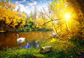 Image showing White swan on lake