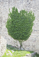 Image showing Ivy on a wall