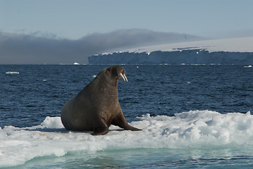 Image showing Walrus on an ice floe