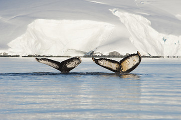 Image showing Humpback Whale tail