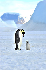 Image showing Emperor Penguin with chick