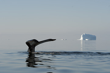 Image showing Humpback Whale tail