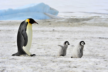 Image showing Emperor Penguin with chick