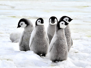 Image showing Emperor Penguin Chicks