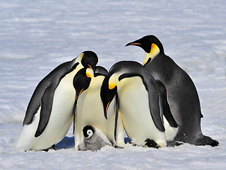 Image showing Emperor Penguins with chick