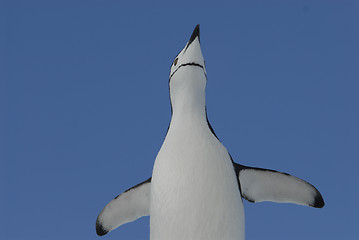 Image showing Chinstrap Penguin in Anatcrtica