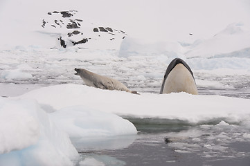 Image showing Killer whale spy hanting 