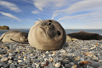 Image showing Elephant Seal on the rocks