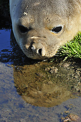 Image showing Elephant Seal reflaction in the wter 