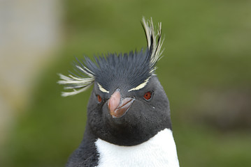 Image showing Rockhopper Penguin in Falkland Island