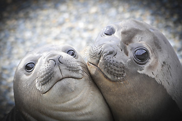 Image showing Two Elephant Seals