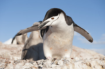 Image showing Chinstrap Penguin in Anatcrtica