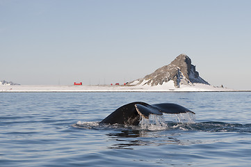 Image showing Humpback Whale tail