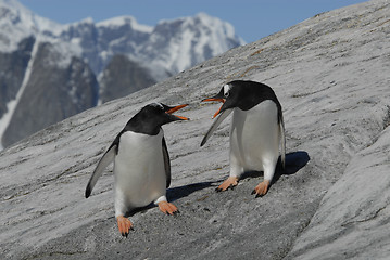 Image showing Two Gentoo Penguins