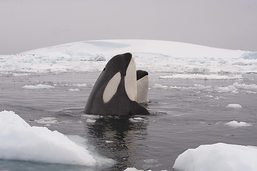 Image showing Two Killer Whales