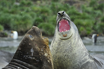 Image showing Elephant Seal fight