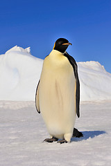 Image showing One Emperor Pinguin