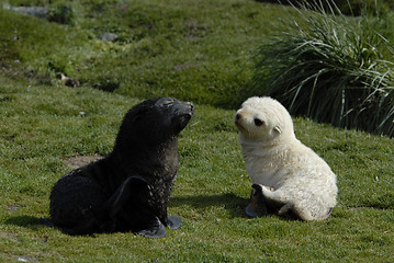 Image showing Fur Seal black and white