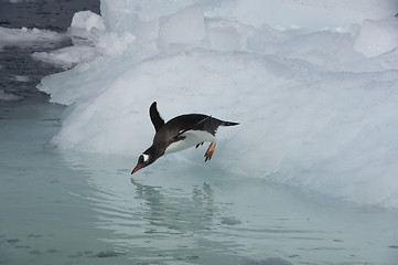 Image showing Gentoo Penguin  jump from the ice