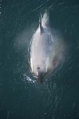 Image showing Killer Whale in Anatcrica 