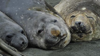 Image showing Three Elaphant Seals