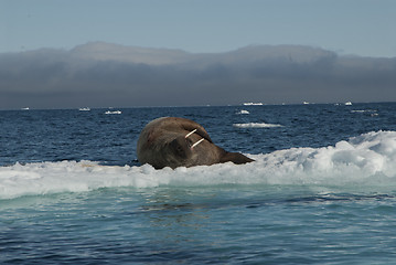 Image showing Walrus on an ice floe