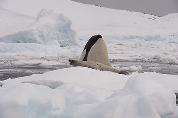 Image showing Killer whale with seal