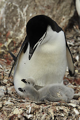 Image showing Chinstrap Penguin with chick