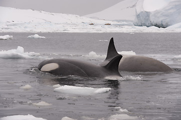 Image showing Two Killer Whales