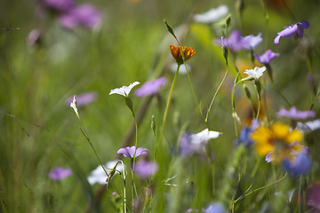 Image showing Wildflower meadow