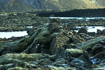 Image showing Green moss on volcanic rocks in Iceland