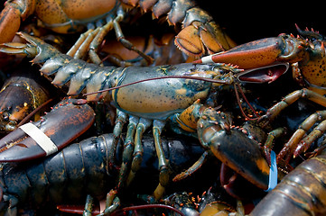 Image showing Maine lobsters