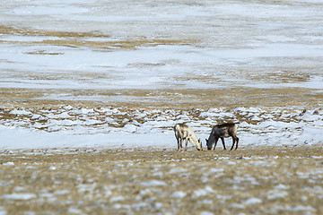 Image showing Herd of reindeer in Iceland